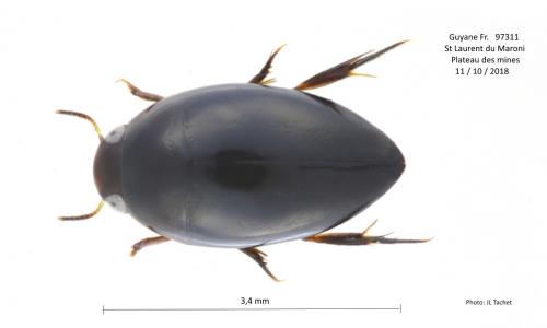Réf. 222 544 : Agabinae inconnu
